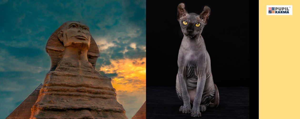 Rasa dość młoda. Po lewej zdjęcie Sfinksa, po prawej sfinksa kota. Po prawej żółty pas i logo pupilkarma.s